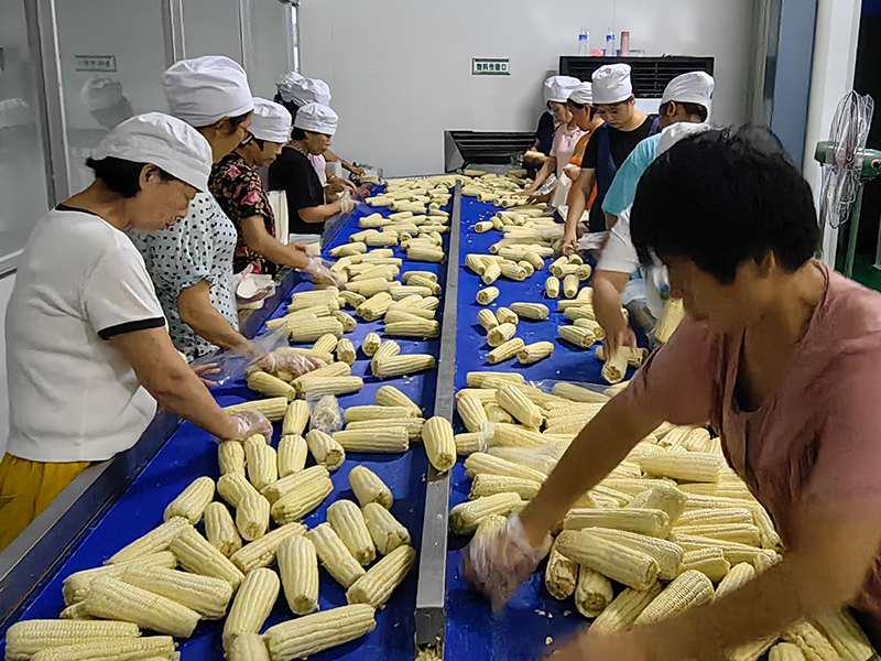 玉米加工流水線(xiàn)